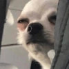 Memes cachorros  6