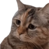 Kucing lucu 27
