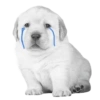 Perritos  13
