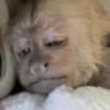 Macaquinho reagindo  5