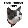 Michi the cat 14