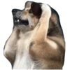 Perrito panzon 12