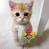 Animais com Emoji de Flor 🌹 16