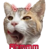 Miaufry Amante 17