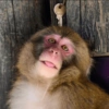 Monkey 28