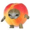 🐈🍓🍉Gatos Frutas🍓🍉🐈 15