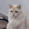 Cat & dog 2# 18