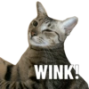 WINK!