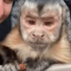 Macaquinhos reagindo  15
