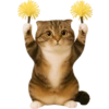 🙀 GATOS 🐈 16