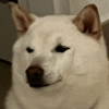🐱🐾🐶 irl pets ll 🐶🐾🐱 18