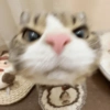 CUTE CAT 🐾 7