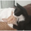 Cats 6