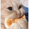Gatos 11