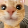 CUTE CAT 🐾 11