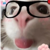 CUTE CAT 🐾 5