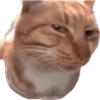 Kucing lucu 5