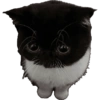 Gatinhos reações  9