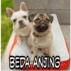 Anomali naek anjing 12