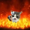 CUTE CAT 🐾 13