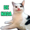 GATINHOS SIMPÁTICOS 😻 11
