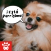 Mi Copiloto Perrón 13