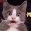 Gatinhos reações  11