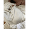 Perritos para el chat 🤣 13