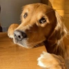 Memes cachorros  14