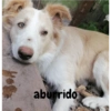 Perro 10