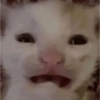 Memes gatos 9