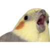 Lol 5