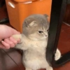 Kucing marah 9