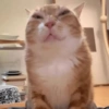 Más gatos tonotos 29
