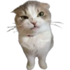 Gatitos 24