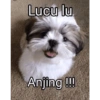 Anomali naek anjing 16