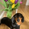 Memes cachorros  12