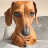 Perrito chistoso  6