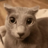 Gatinhos caóticos e fofos 2 14
