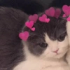 Gatitos tiernos :3 12