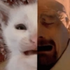 Gatinhos caóticos e fofos 2 7