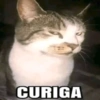 Meme kucing 5