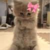 CUTE CAT 🐾 12