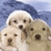 Perritos para el chat 🤣 16