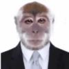 Macaco 8