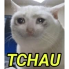 MEMES DO DIA 13