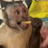 Macaquinhos reagindo  10