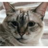 O gato chateado 28