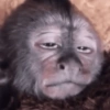 Macaquinho reagindo  7