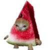 🐈🍓🍉Gatos Frutas🍓🍉🐈 5